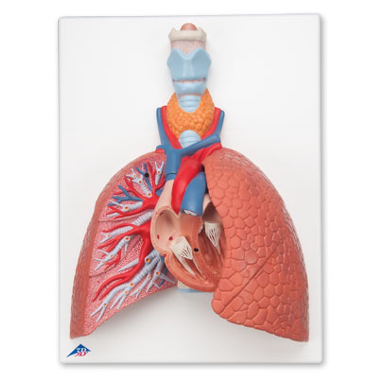 Life-Size Lung Anatomy Model 5 Parts