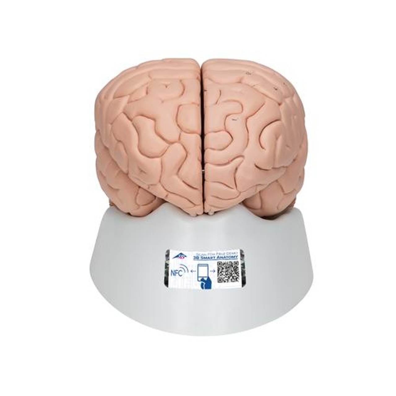 Deluxe Human Brain Anatomy Model