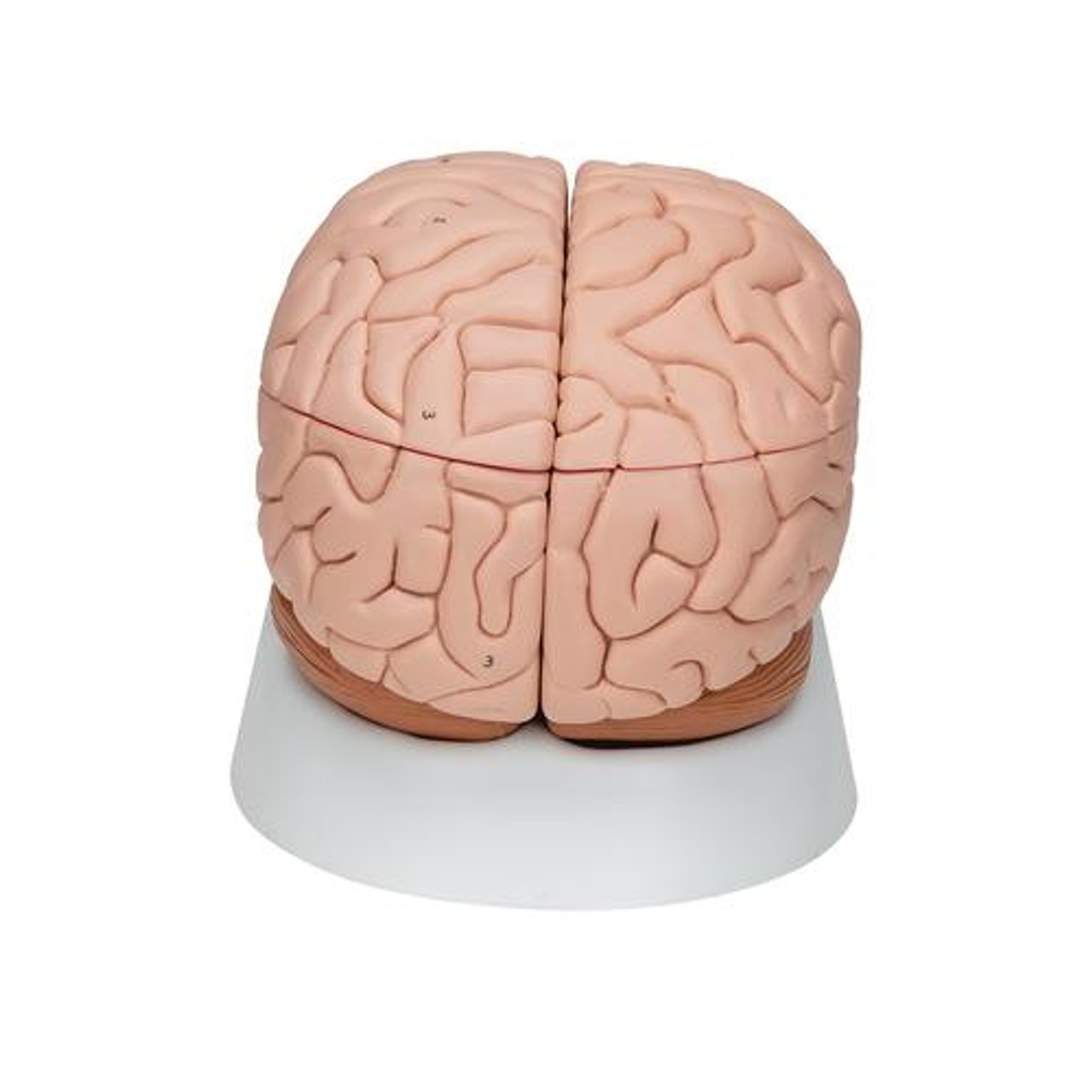Deluxe Human Brain Anatomy Model - Back View