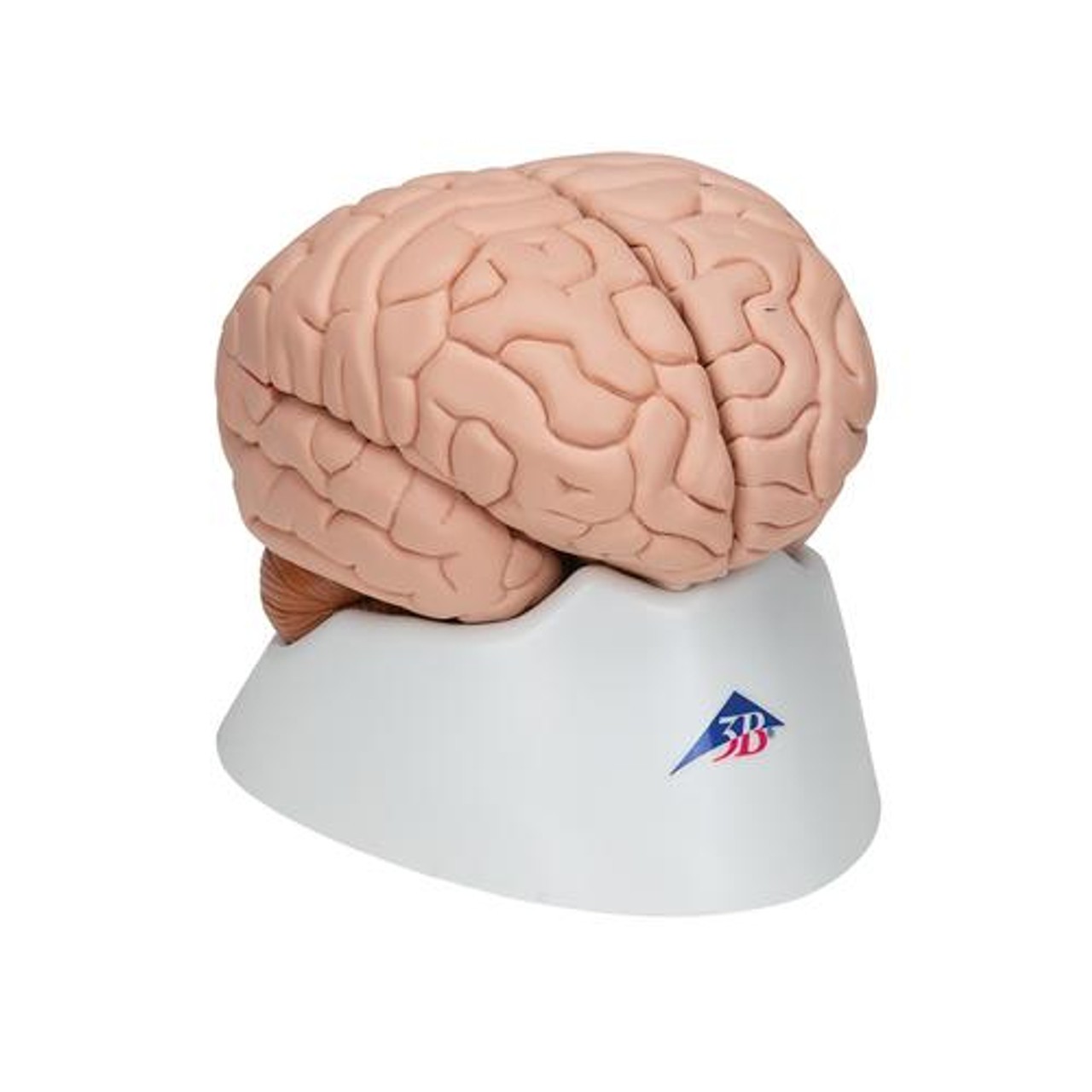 Deluxe Human Brain Anatomy Model - Right Side View