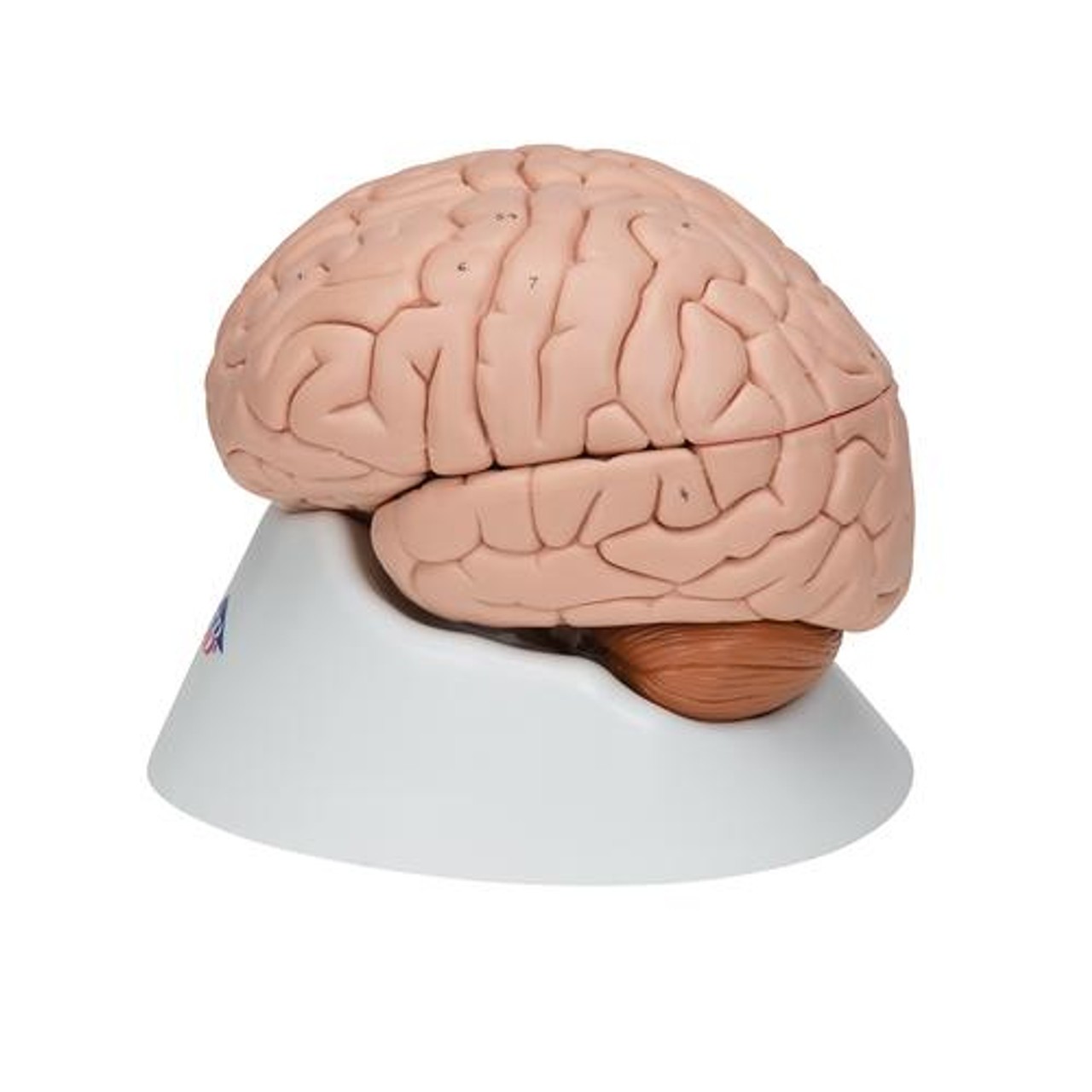 Deluxe Human Brain Anatomy Model - Left Side View