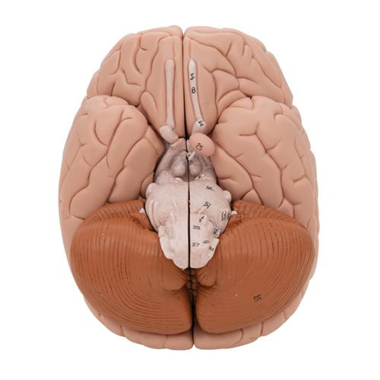 Deluxe Human Brain Anatomy Model - Bottom View