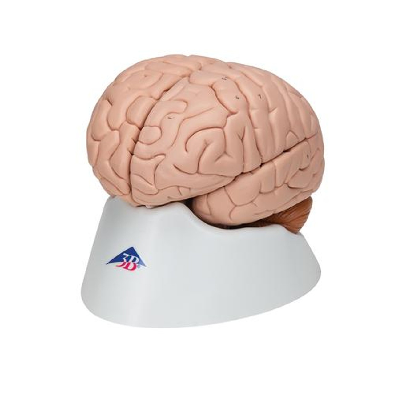 Deluxe Human Brain Anatomy Model - Left Side View