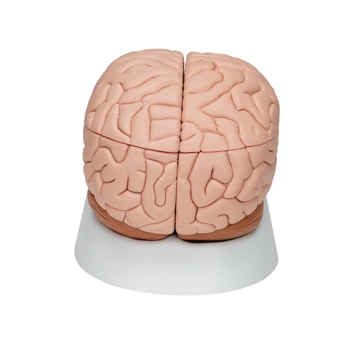Deluxe Human Brain Anatomy Model