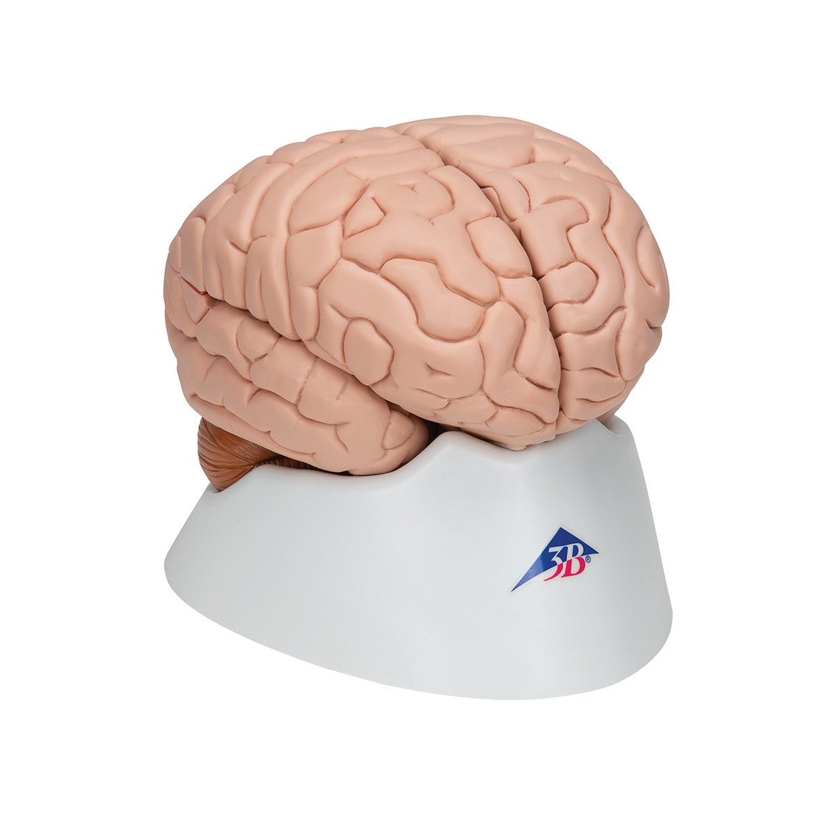 Deluxe Human Brain Anatomy Model