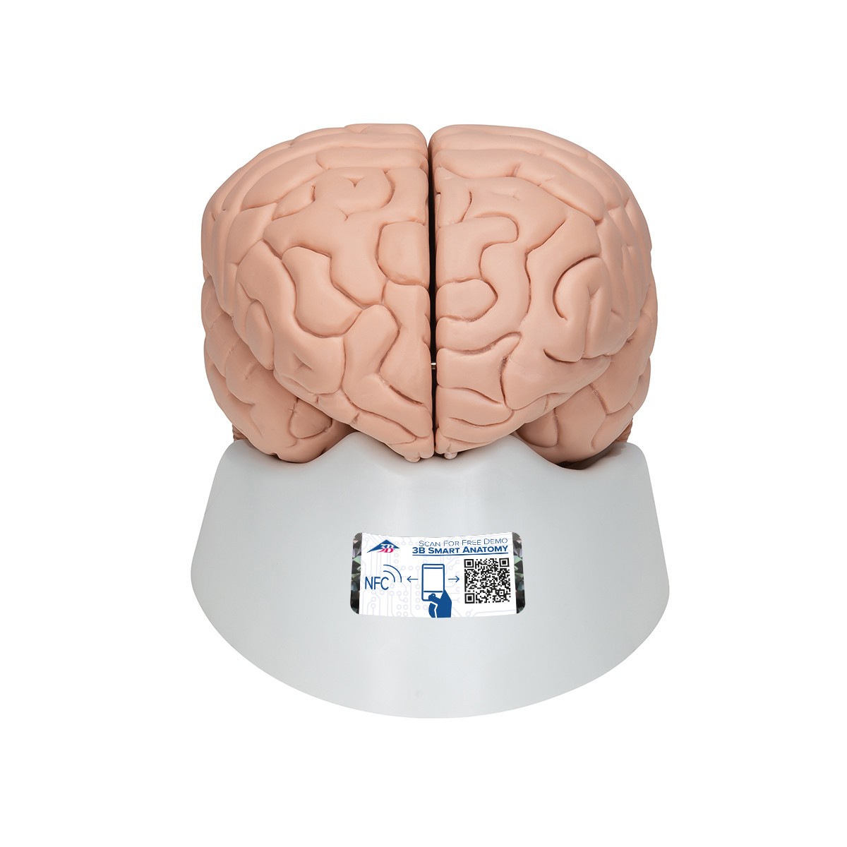 Deluxe Human Brain Anatomy Model
