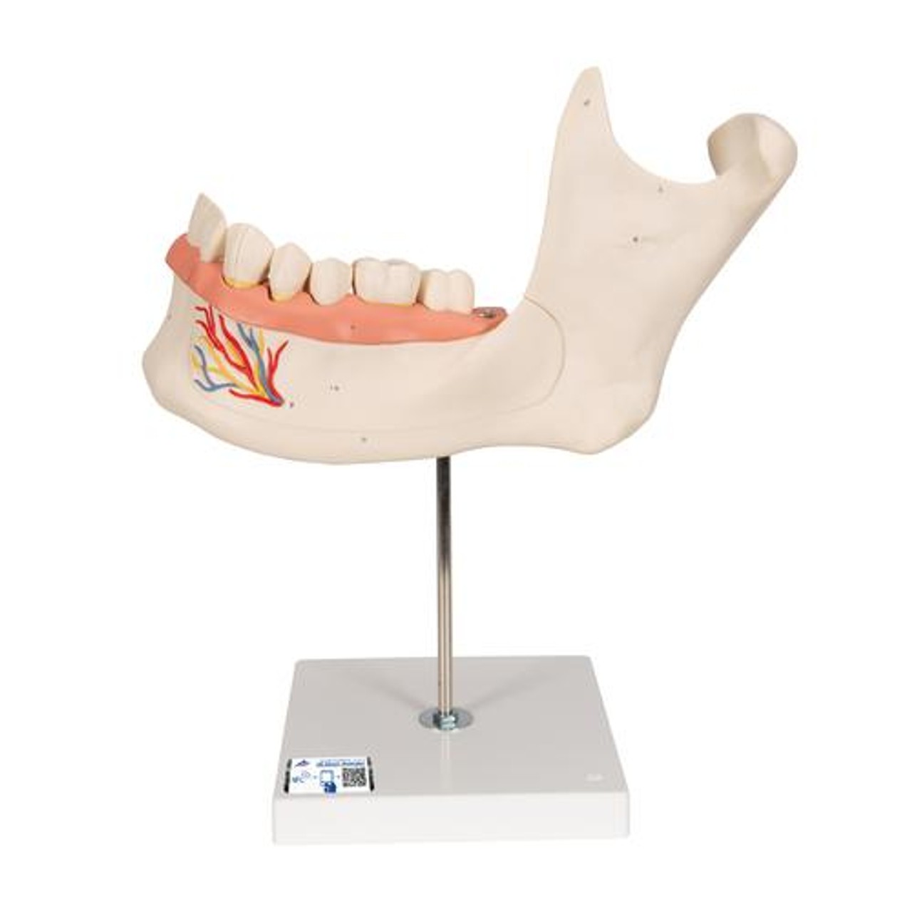 Half Lower Jaw Anatomy Model