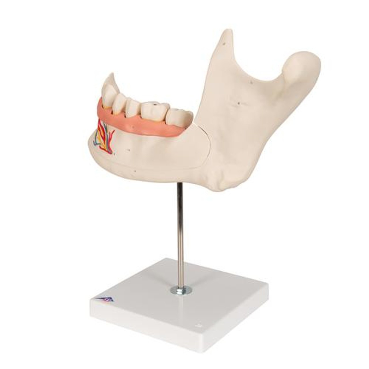 Half Lower Jaw Anatomy Model