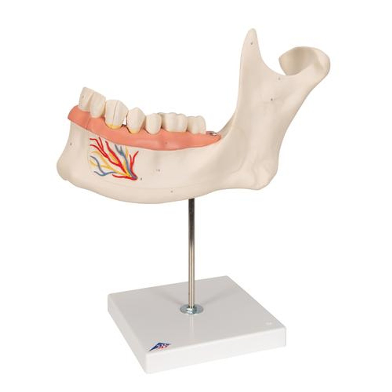 Half Lower Jaw Anatomy Model