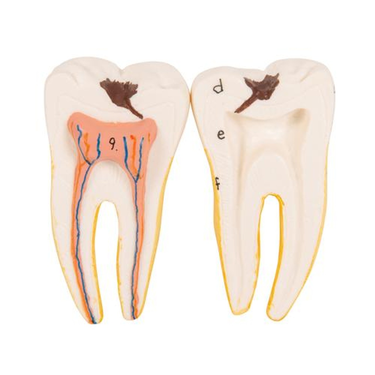 Half Lower Jaw Anatomy Model