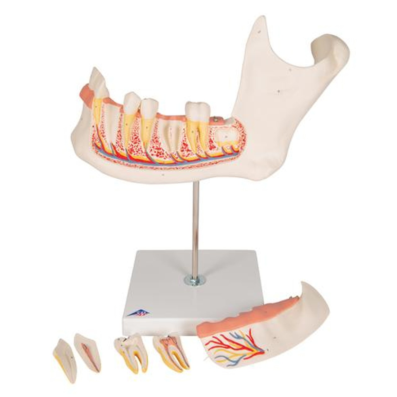 Half Lower Jaw Anatomy Model