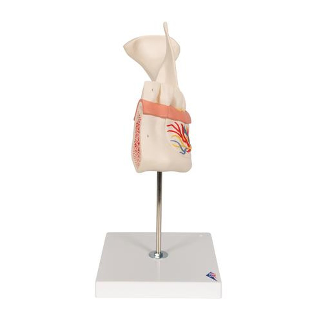 Half Lower Jaw Anatomy Model