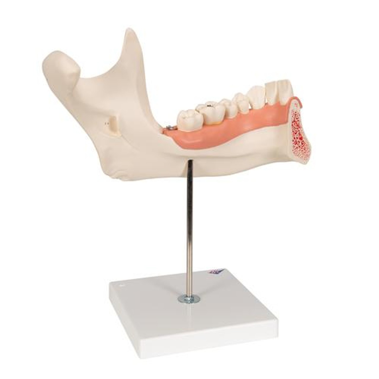 Half Lower Jaw Anatomy Model