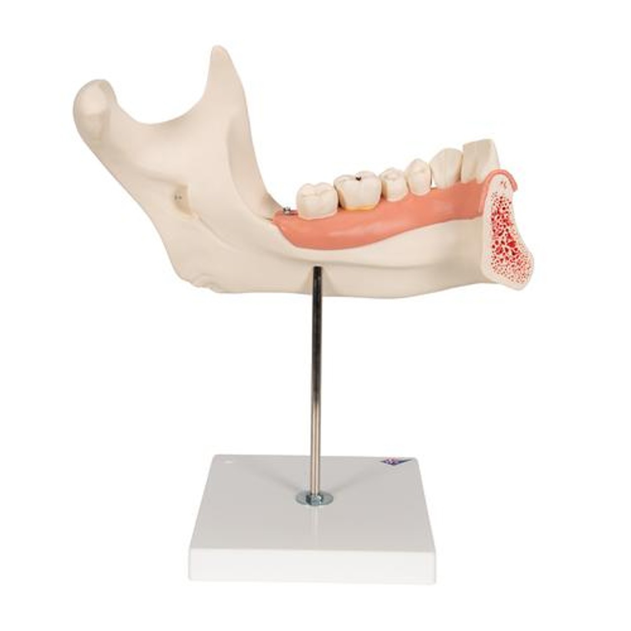 Half Lower Jaw Anatomy Model