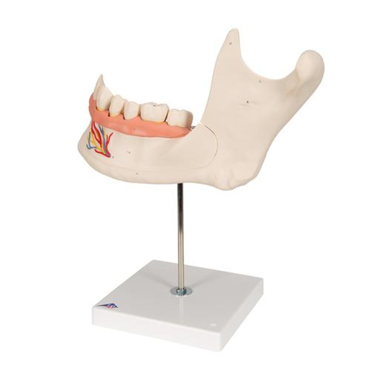 Half Lower Jaw Anatomy Model