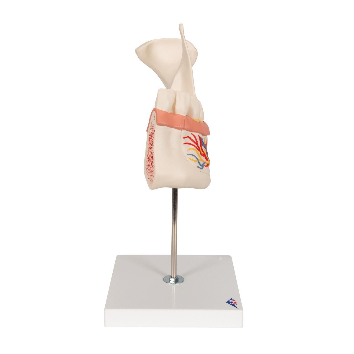 Half Lower Jaw Anatomy Model