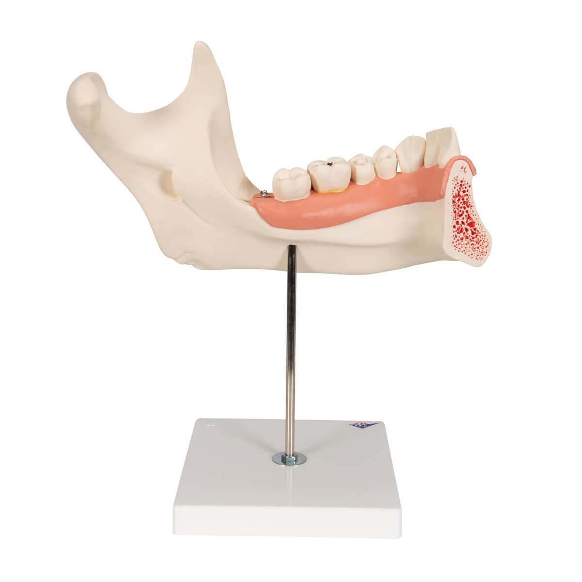Half Lower Jaw Anatomy Model