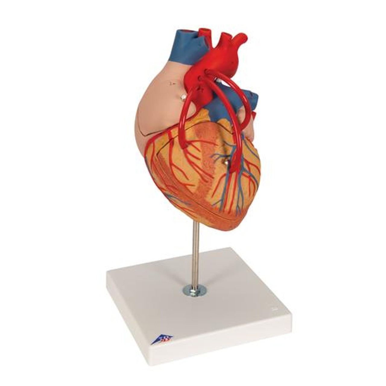 wilcox’s surgical anatomy of the heart Wilcox's Surgical Anatomy of the Heart: 9781107014480