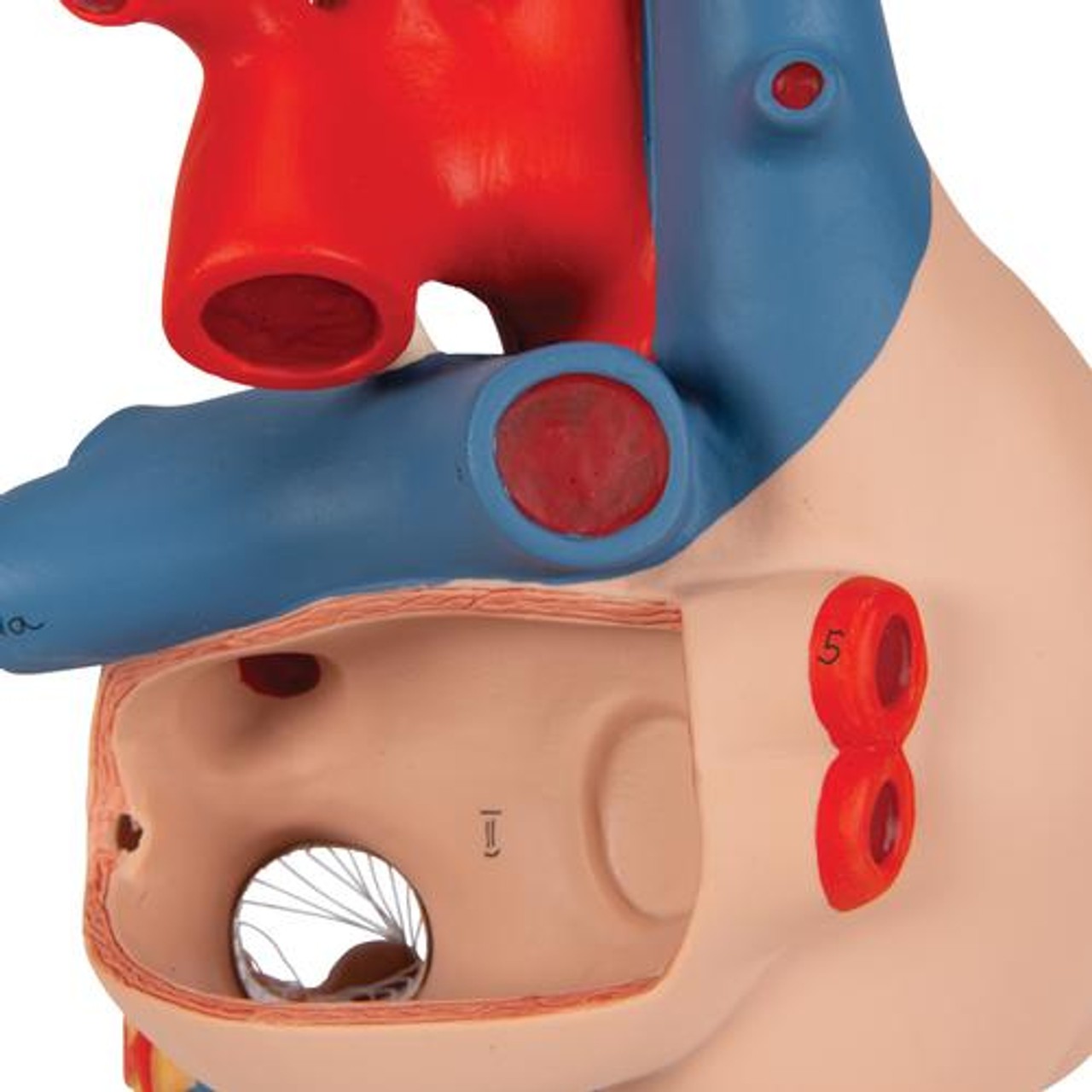 Human Heart Anatomy Model With Bypass - Detail View