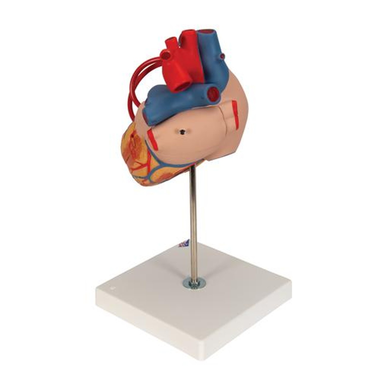 Human Heart Anatomy Model With Bypass - Left Side View