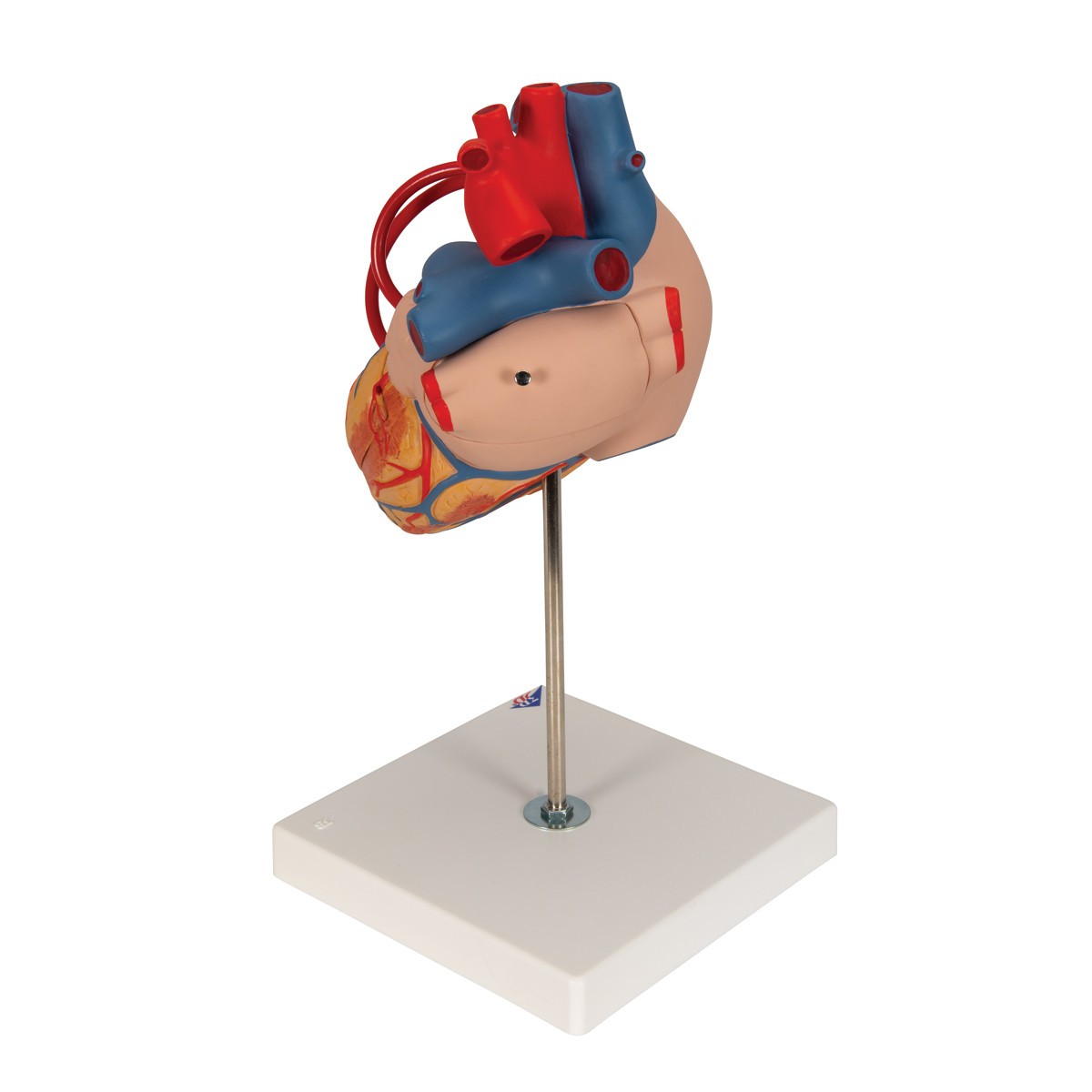 Human Heart Anatomy Model With Bypass