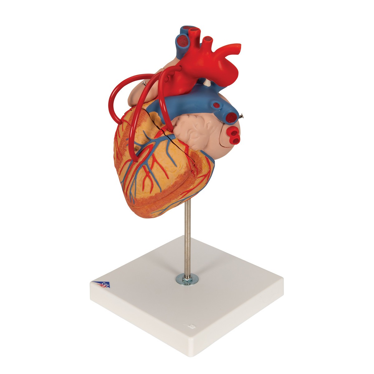 Human Heart Anatomy Model With Bypass