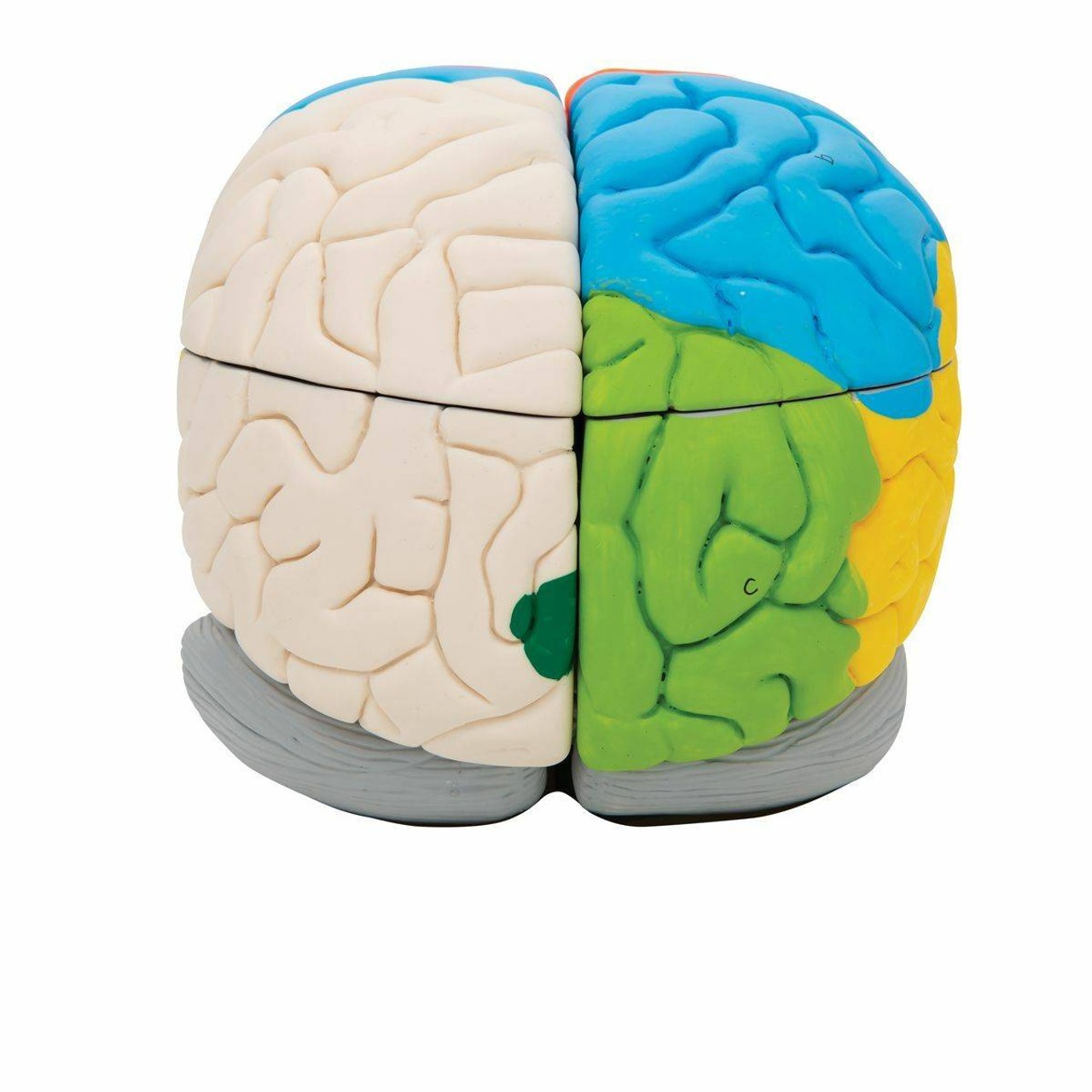 Neuro-Anatomical Brain Model