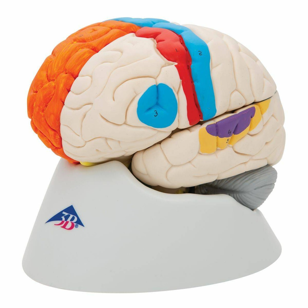 Neuro-Anatomical Brain Model