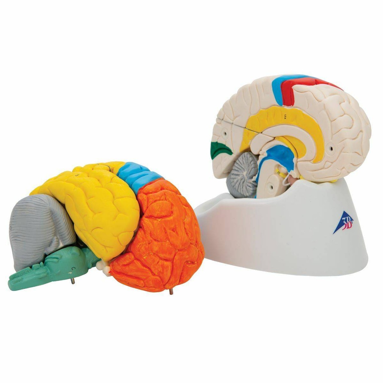 Neuro-Anatomical Brain Model