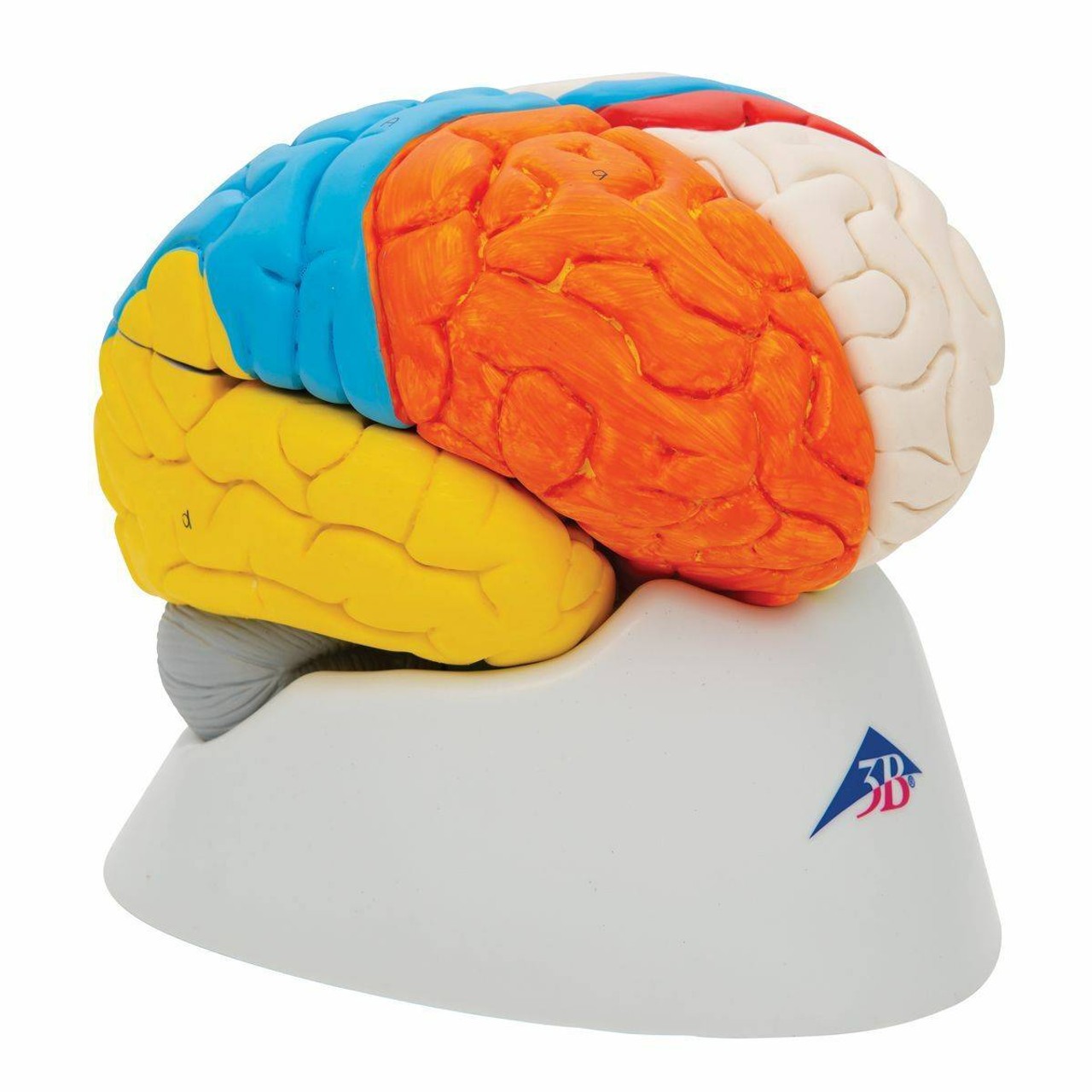 Neuro-Anatomical Brain Model