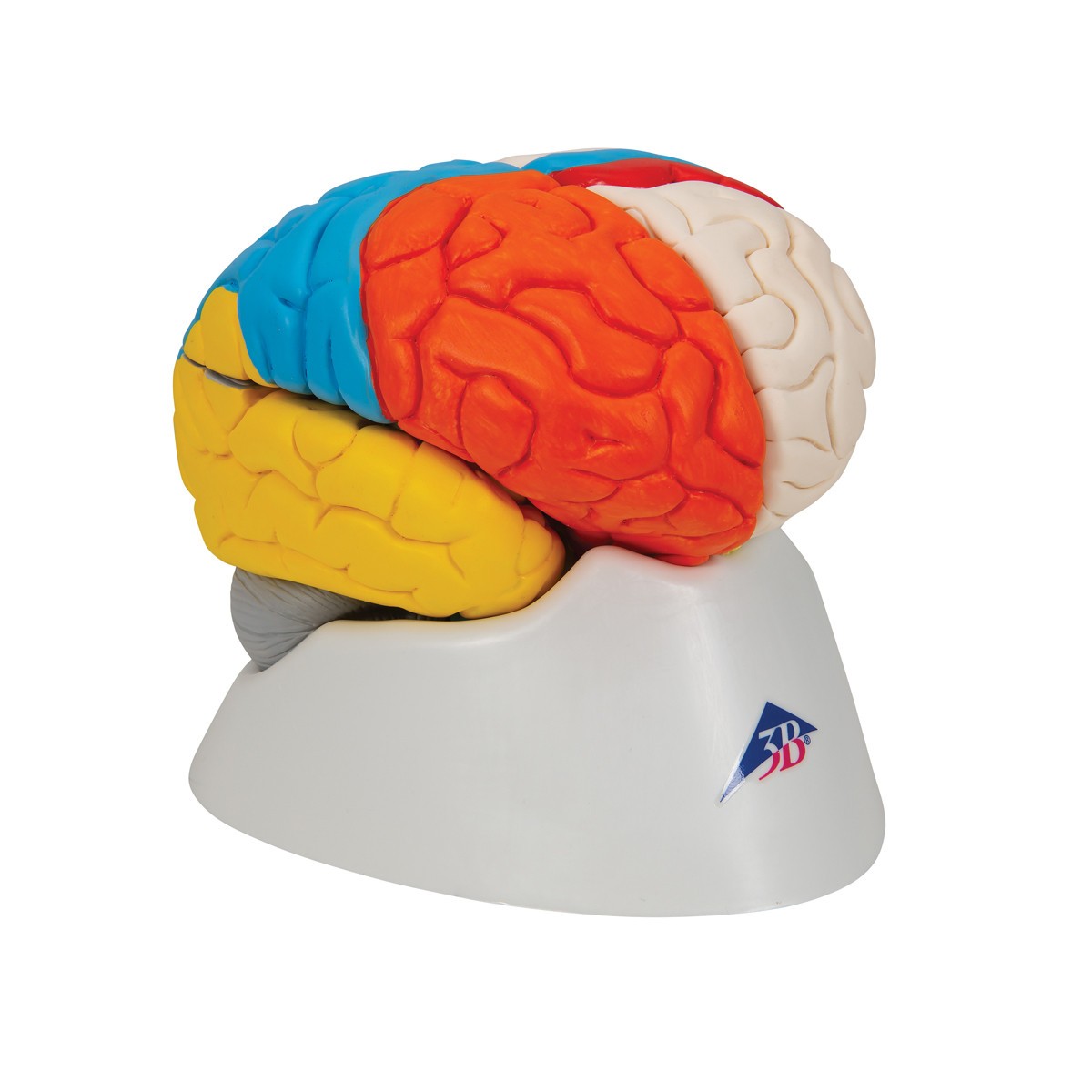 Neuro-Anatomical Brain Model