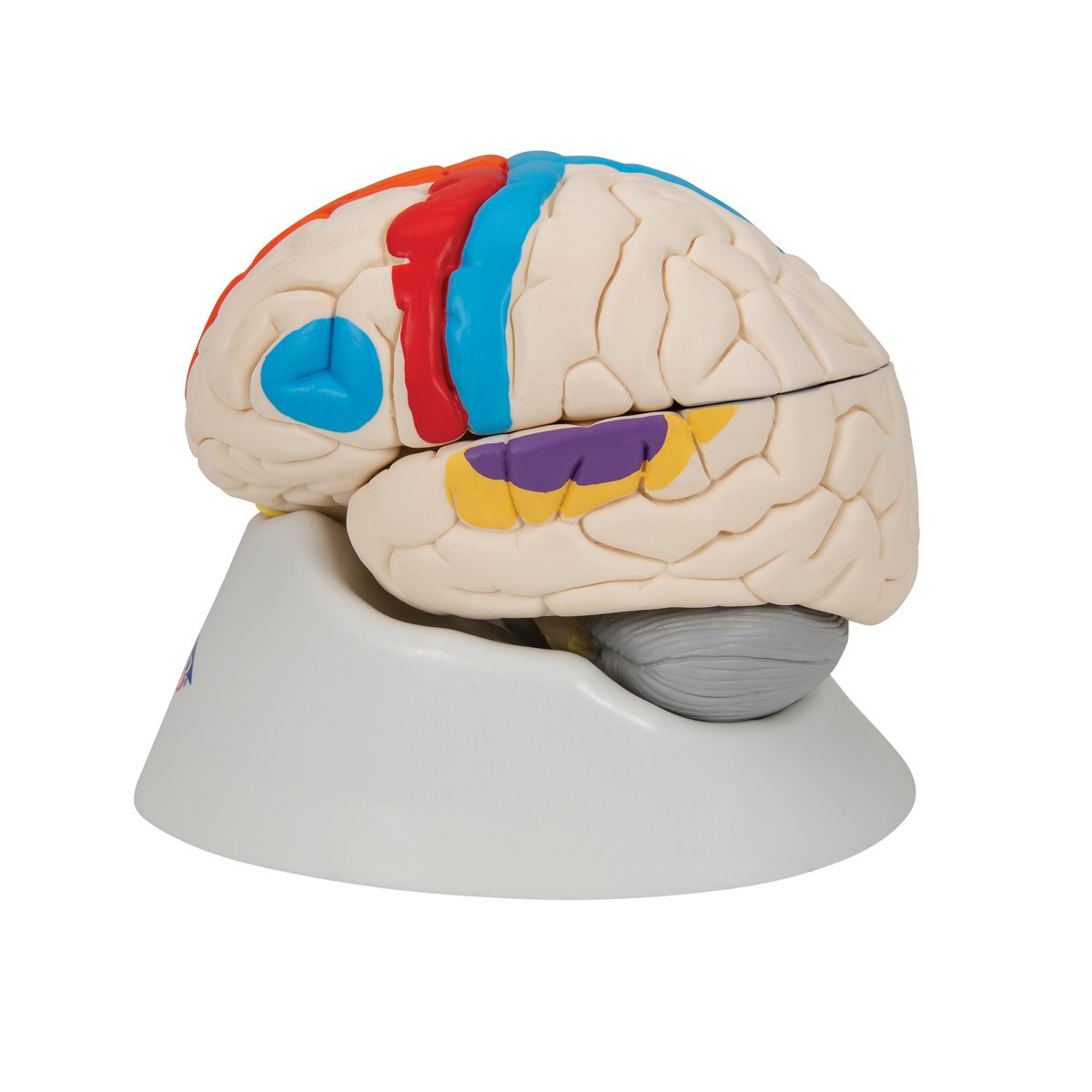 Neuro-Anatomical Brain Model