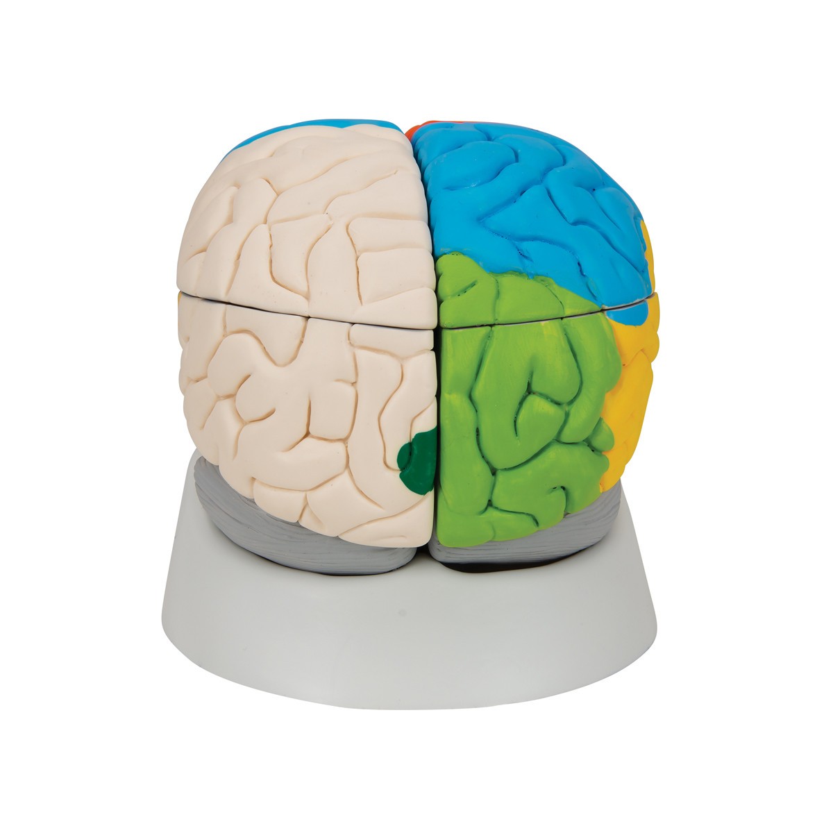 Neuro-Anatomical Brain Model