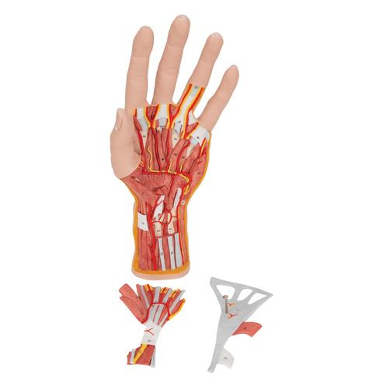 Life-Size Internal Hand Structure Anatomy Model