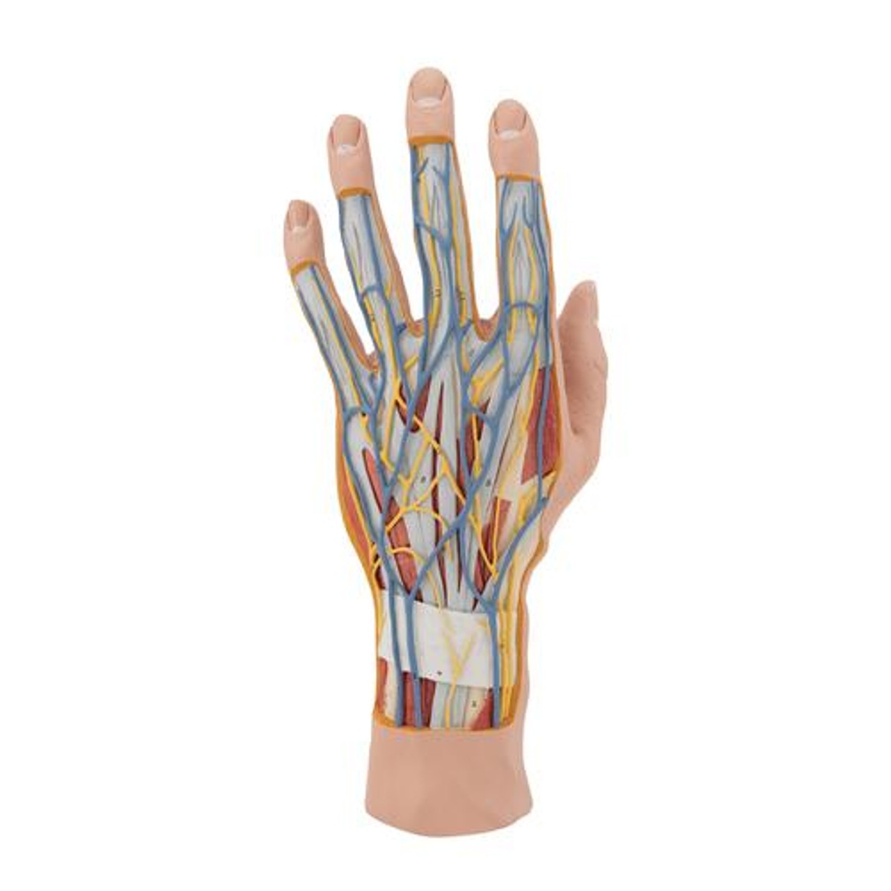 Life-Size Internal Hand Structure Anatomy Model
