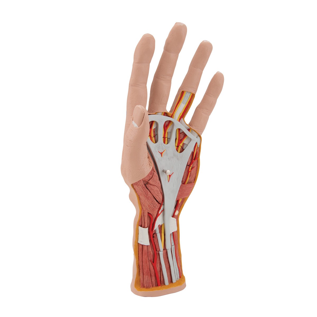 Life-Size Internal Hand Structure Anatomy Model