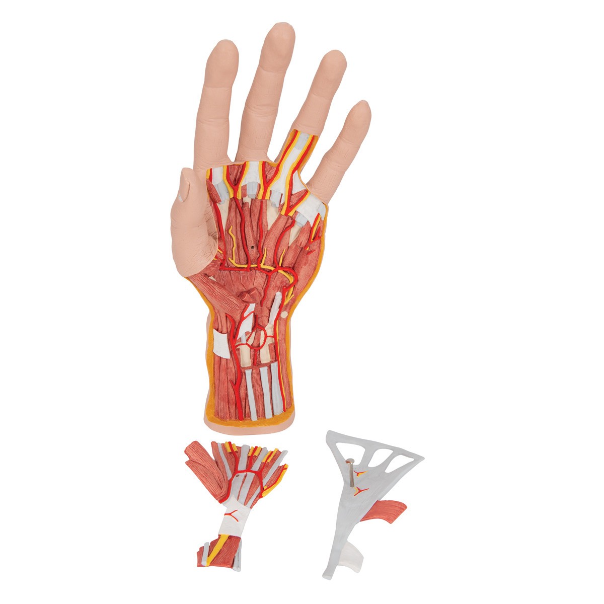 Life-Size Internal Hand Structure Anatomy Model