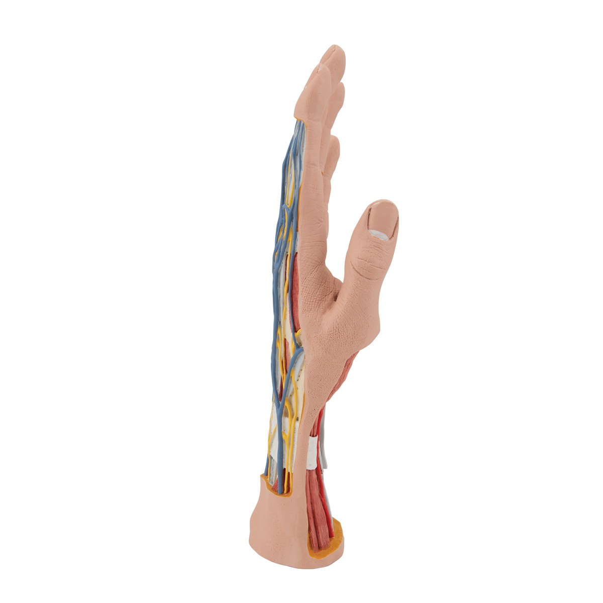 Life-Size Internal Hand Structure Anatomy Model