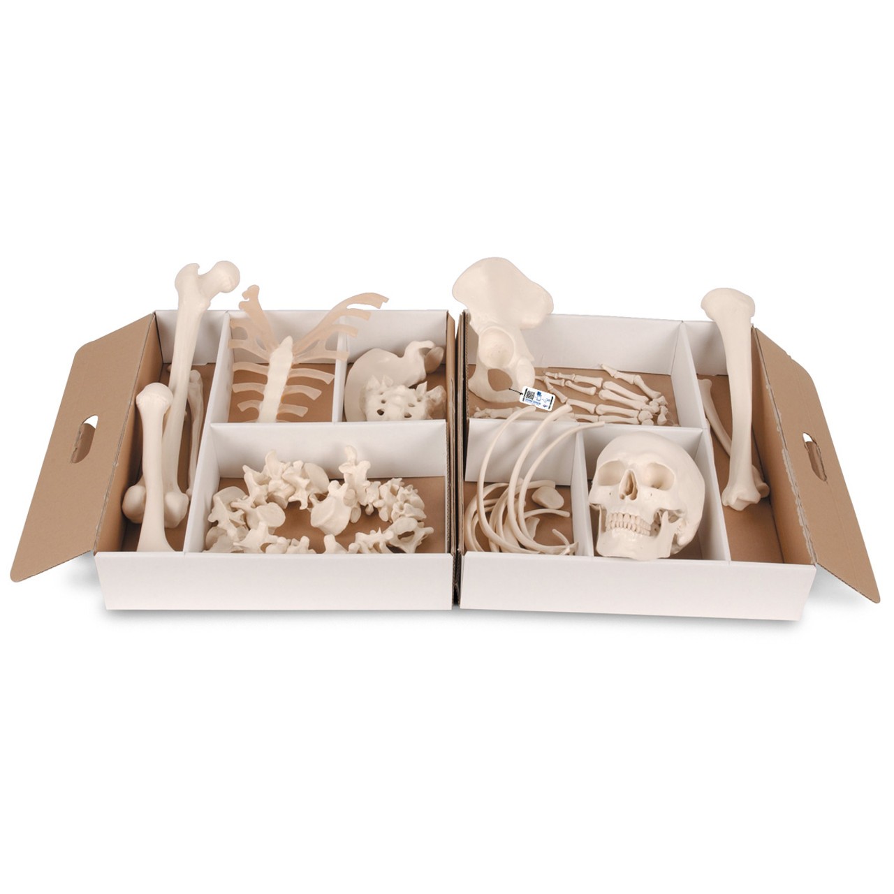 Disarticulated Half Human Skeleton Anatomy Model, Wire Mounted Hand and Foot