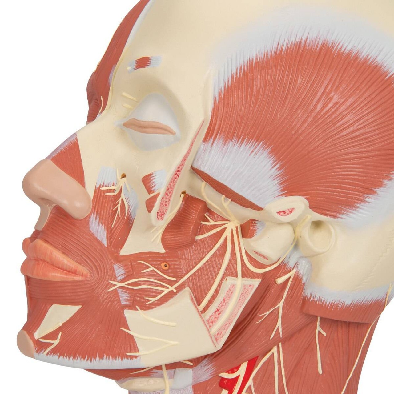 Head and Neck Musculature Anatomy Model With Nerves