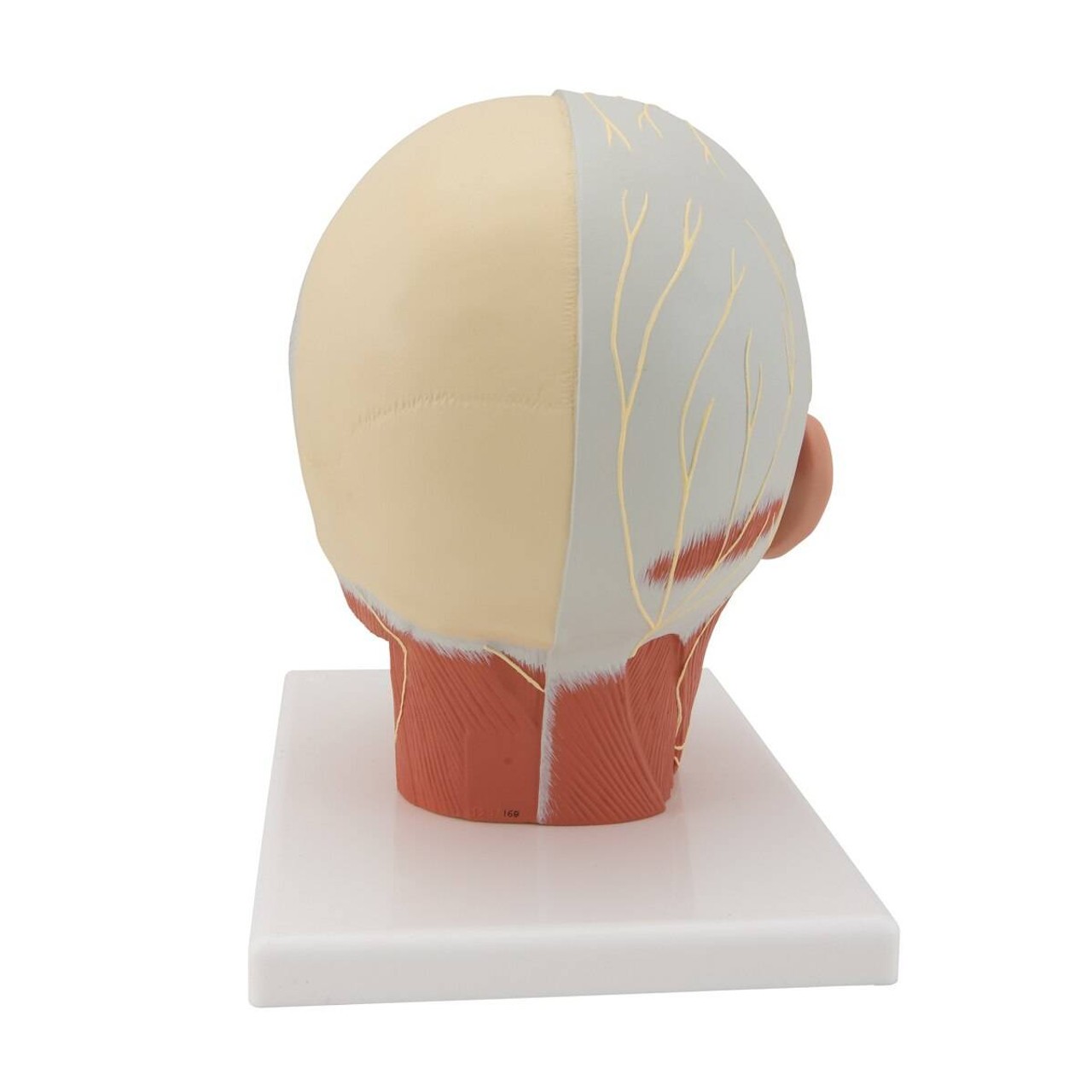 Head and Neck Musculature Anatomy Model With Nerves