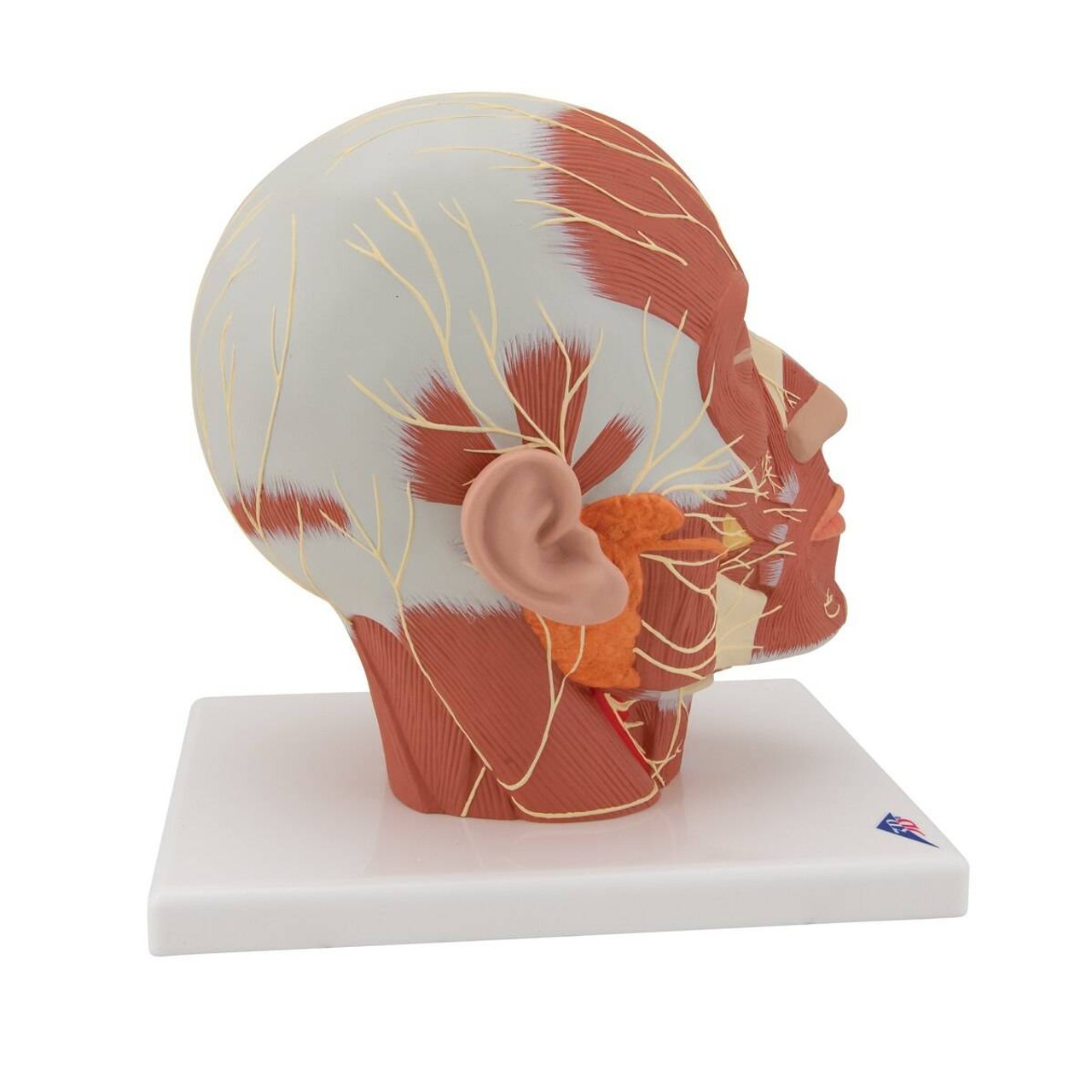 Head and Neck Musculature Anatomy Model With Nerves