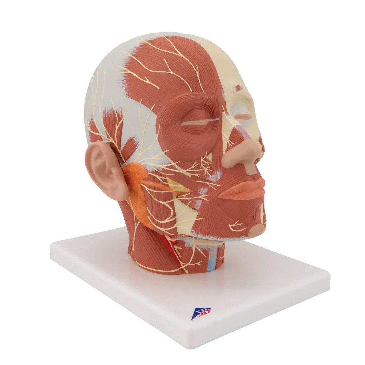 Head and Neck Musculature Anatomy Model With Nerves
