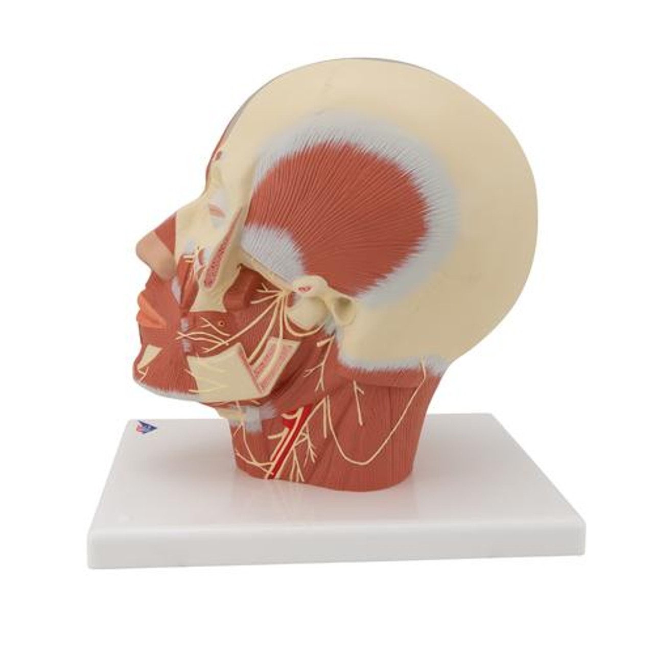 Head and Neck Musculature Anatomy Model With Nerves