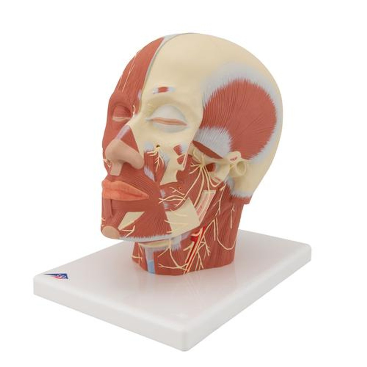 Head and Neck Musculature Anatomy Model With Nerves