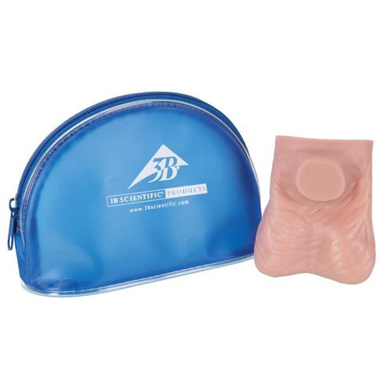 Life-Size Testicle Anatomy Model