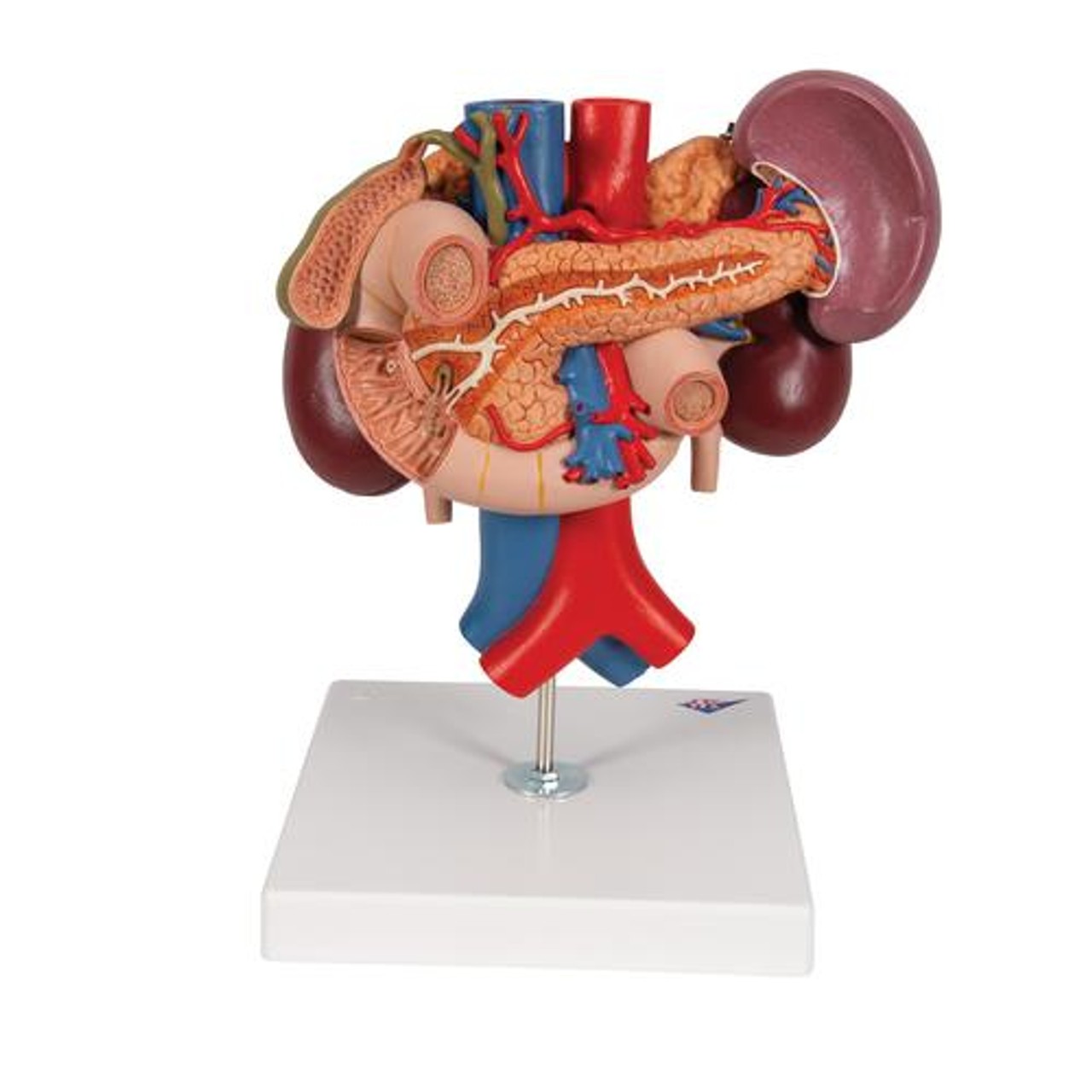 Kidney Anatomy Model With Rear Organs - Back View