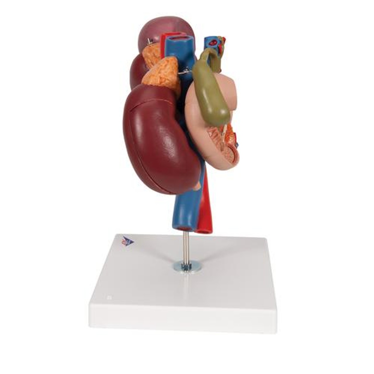 Kidney Anatomy Model With Rear Organs - Left Side View