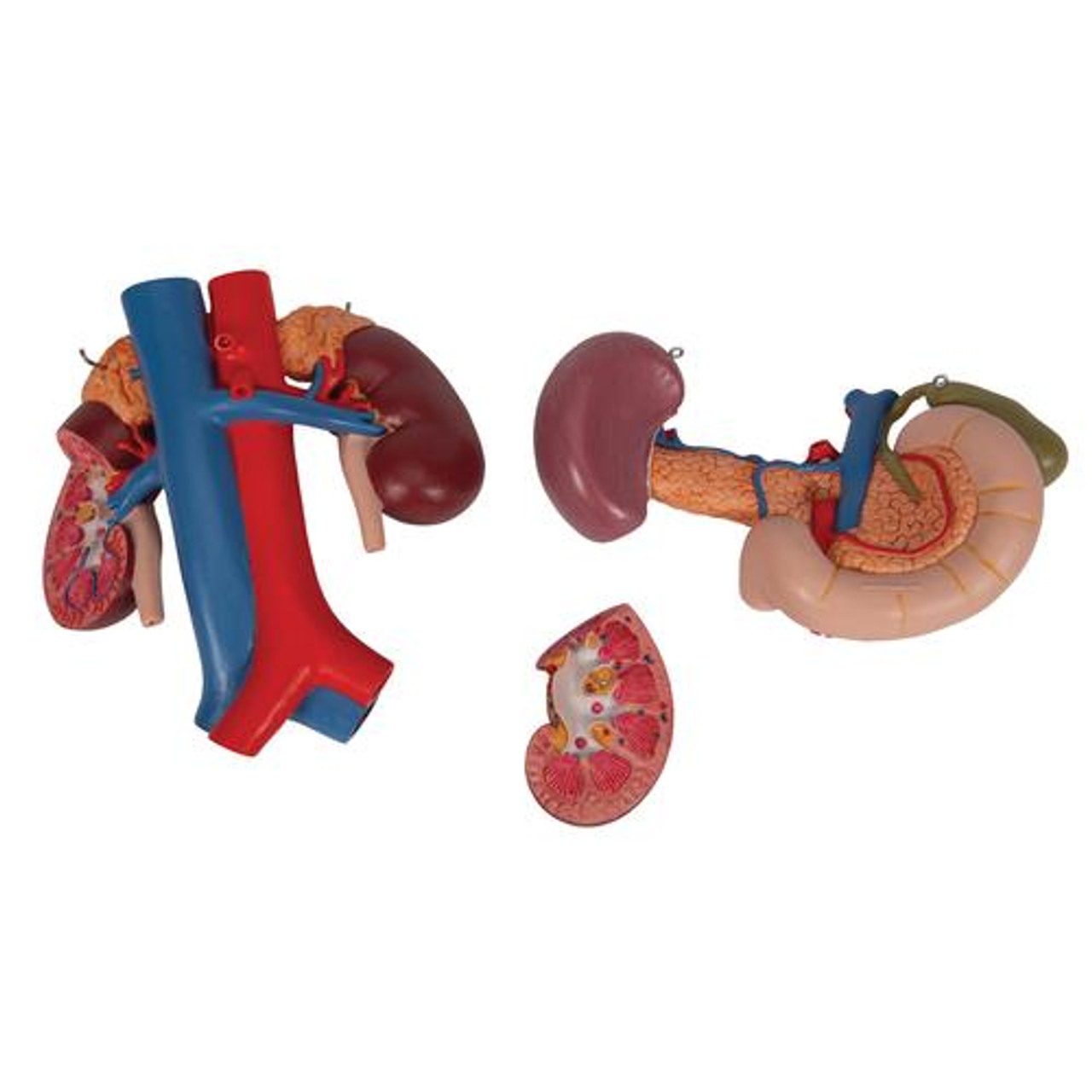 Kidney Anatomy Model With Rear Organs - Pieces View