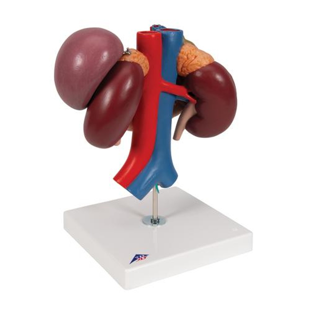 Kidney Anatomy Model With Rear Organs